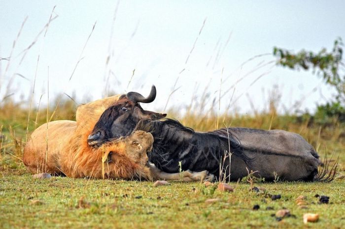 lion against a wildebeast