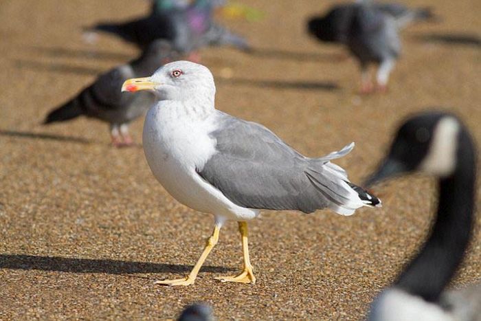seagulls kill a pigeon