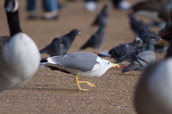 seagulls kill a pigeon