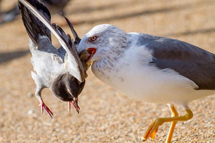 seagulls kill a pigeon