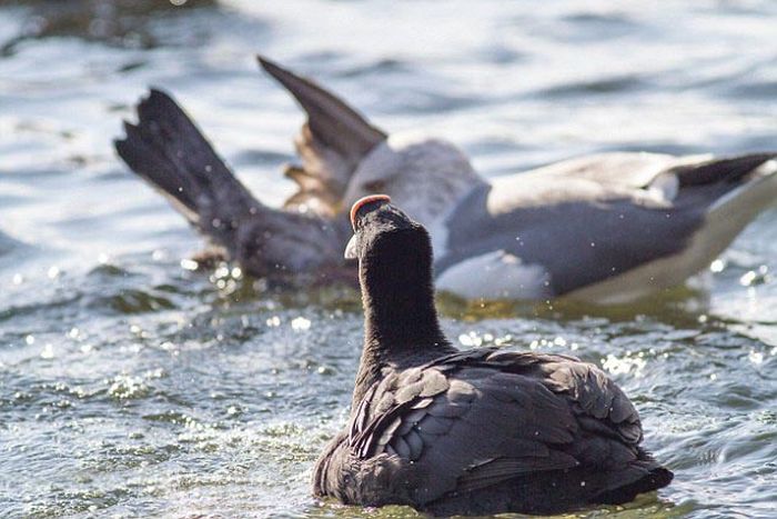 seagulls kill a pigeon