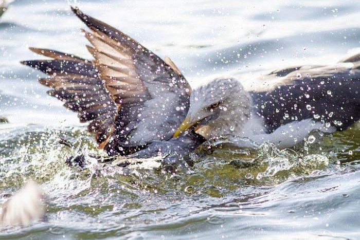 seagulls kill a pigeon