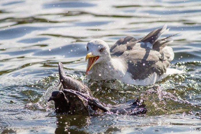 seagulls kill a pigeon