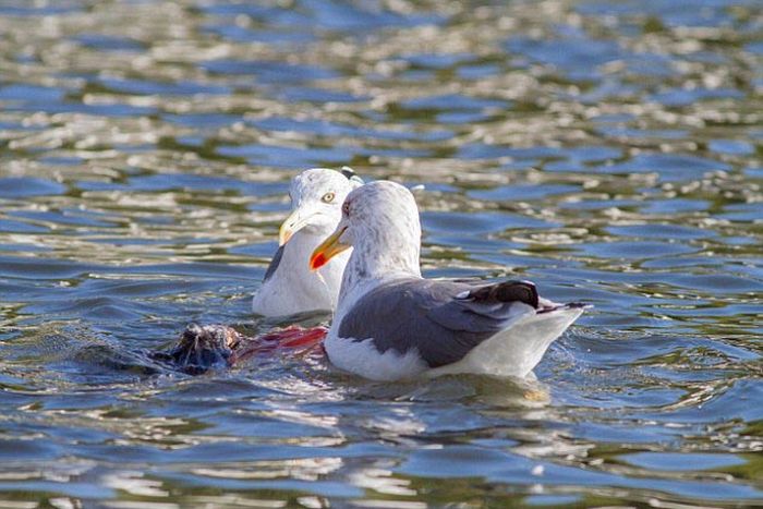 seagulls kill a pigeon