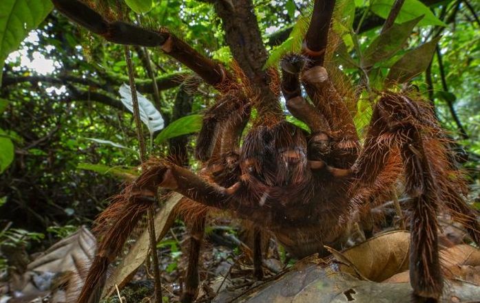 Goliath birdeater by Piotr Naskrecki