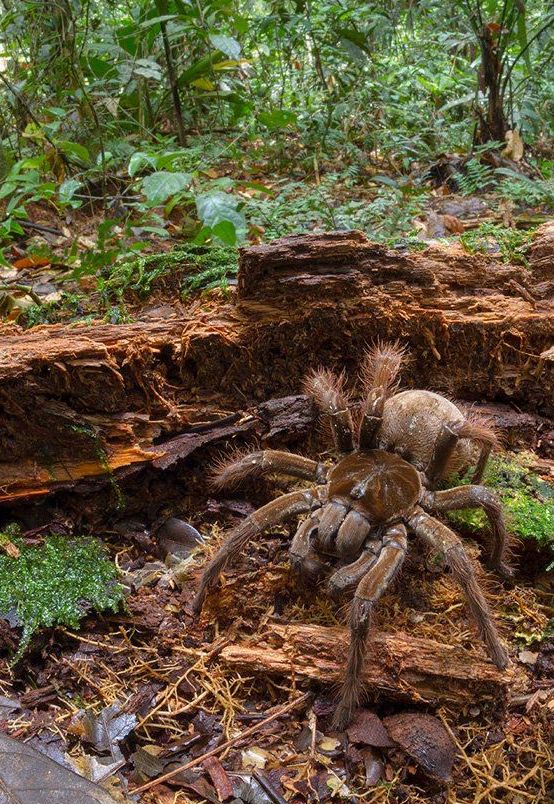 Goliath birdeater by Piotr Naskrecki