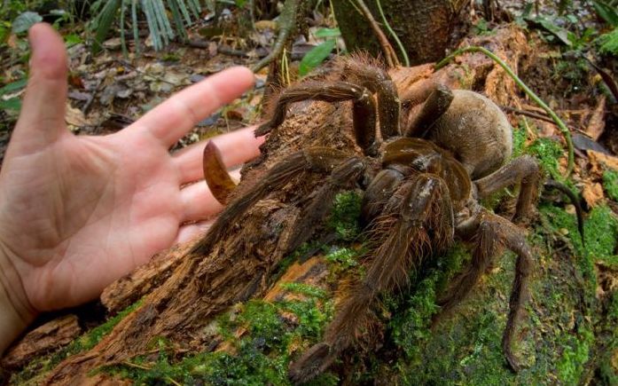 Goliath birdeater by Piotr Naskrecki