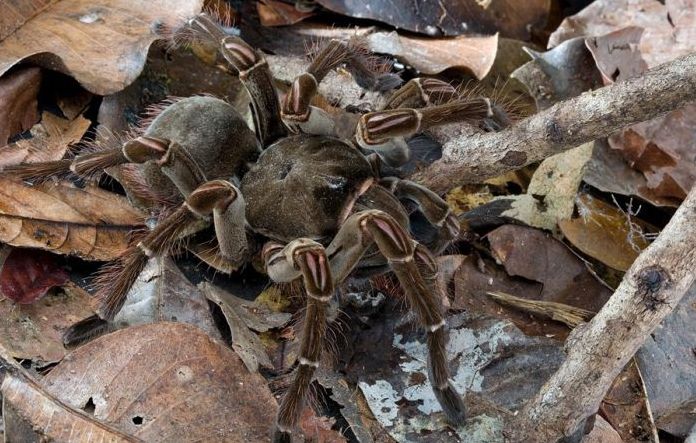 Goliath birdeater by Piotr Naskrecki