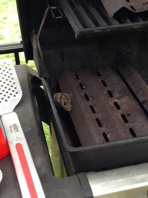 baby mice pups in the grill