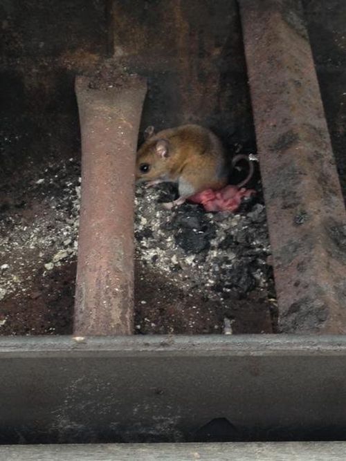 baby mice pups in the grill