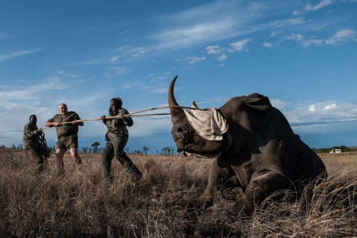 Rescuing rhinoceros, Kruger National Park, South Africa