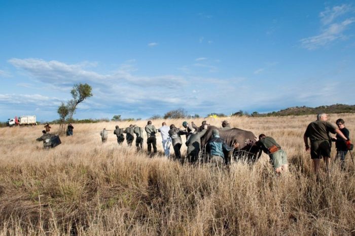 Rescuing rhinoceros, Kruger National Park, South Africa