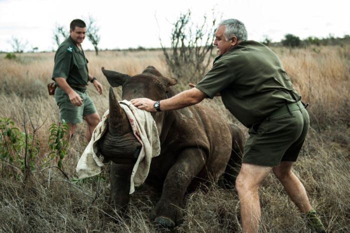 Rescuing rhinoceros, Kruger National Park, South Africa