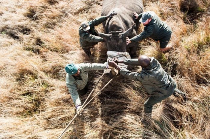 Rescuing rhinoceros, Kruger National Park, South Africa