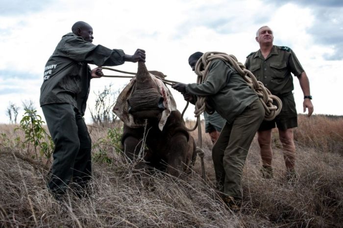 Rescuing rhinoceros, Kruger National Park, South Africa