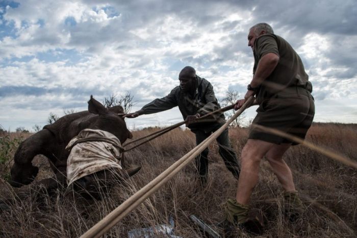 Rescuing rhinoceros, Kruger National Park, South Africa