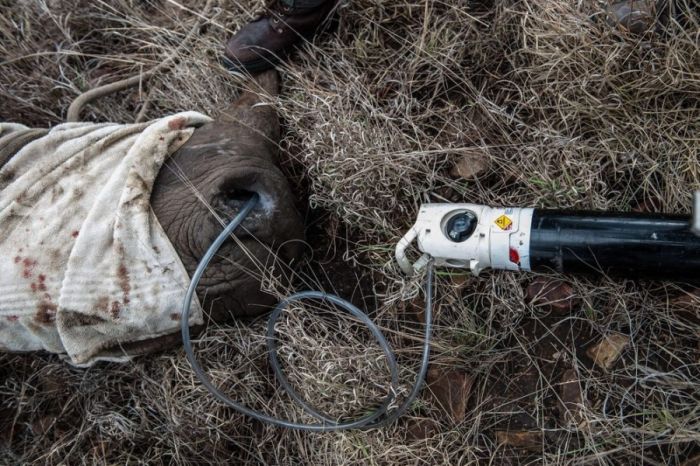 Rescuing rhinoceros, Kruger National Park, South Africa