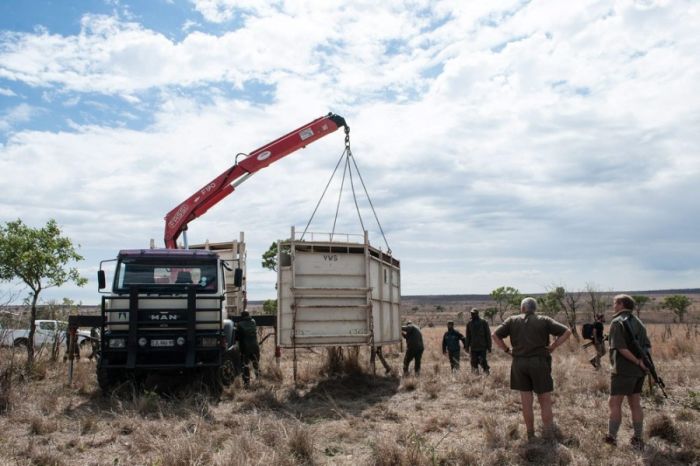 Rescuing rhinoceros, Kruger National Park, South Africa