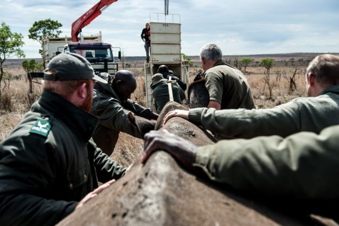 Rescuing rhinoceros, Kruger National Park, South Africa