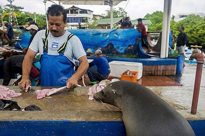 sea lion waiting for a fresh fish