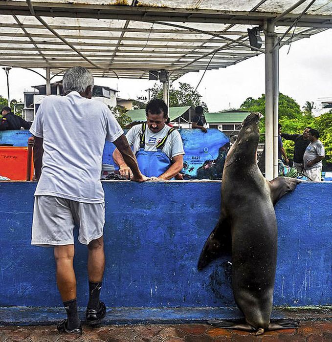 sea lion waiting for a fresh fish