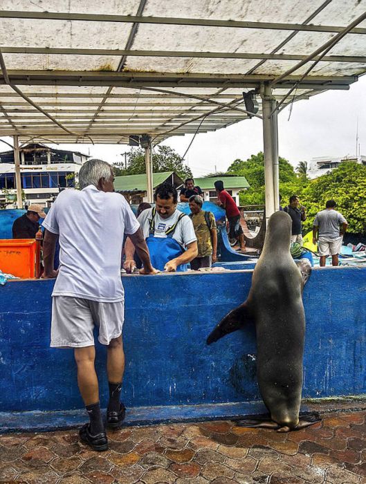 sea lion waiting for a fresh fish