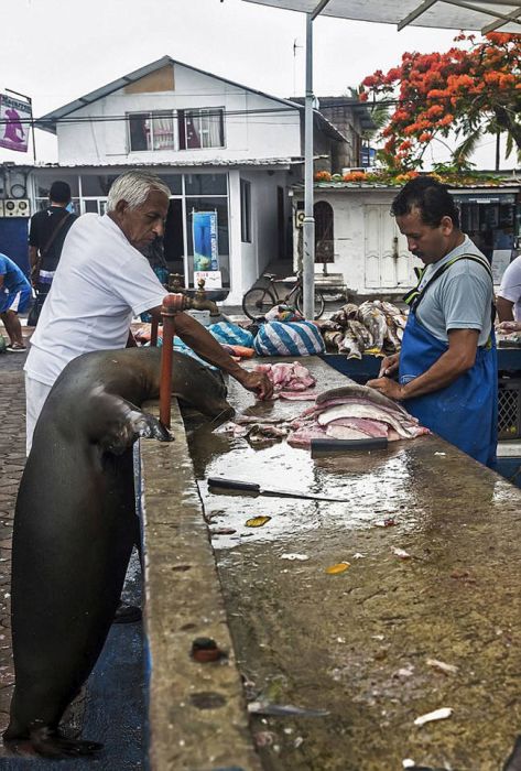 sea lion waiting for a fresh fish