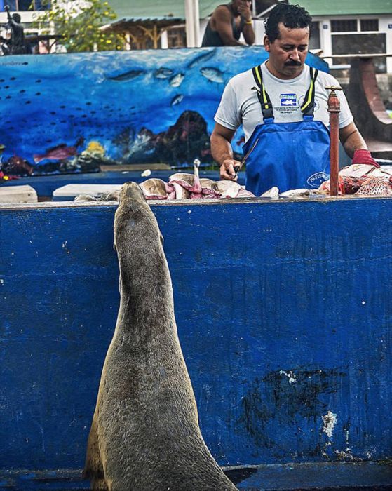 sea lion waiting for a fresh fish
