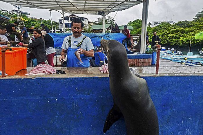 sea lion waiting for a fresh fish