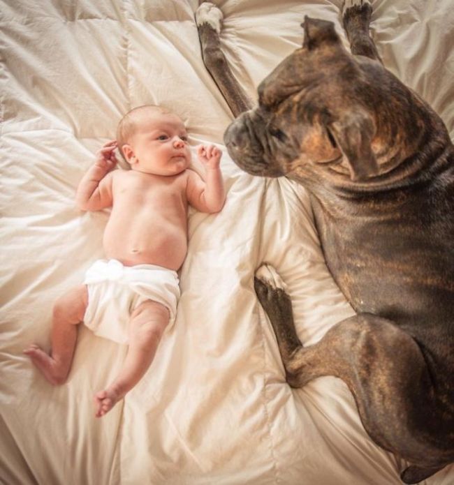 dog and the child