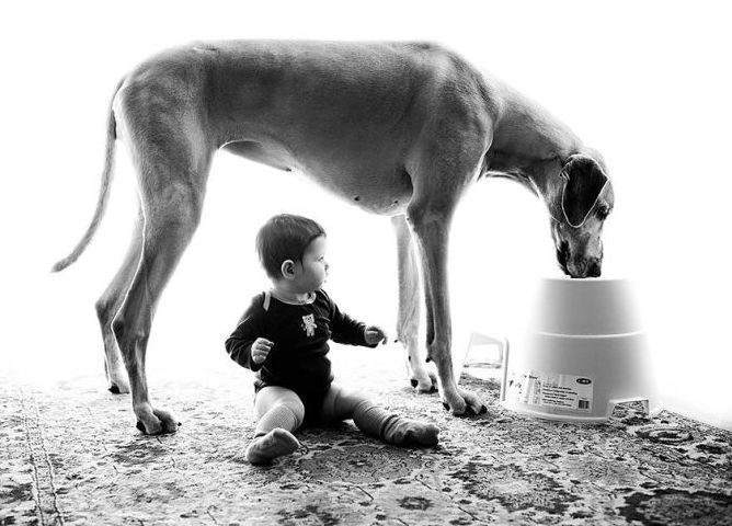 dog and the child