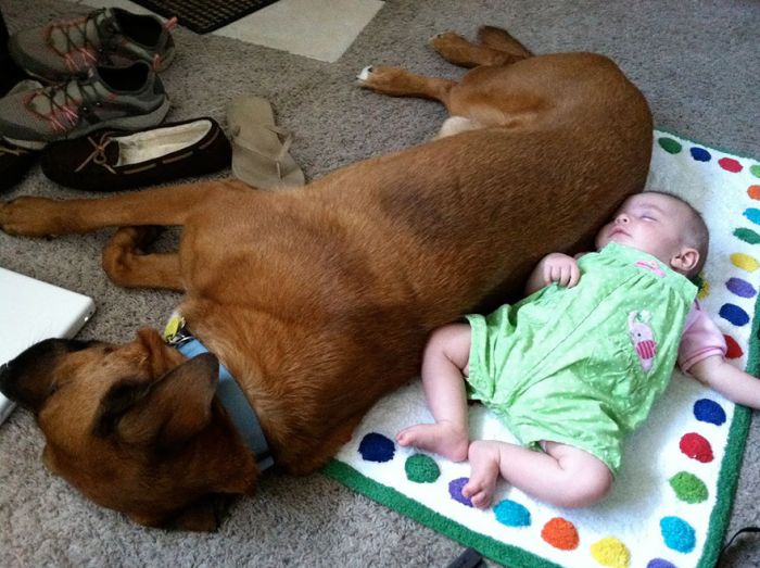 dog and the child