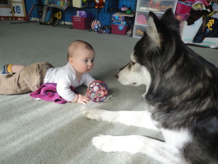 dog and the child