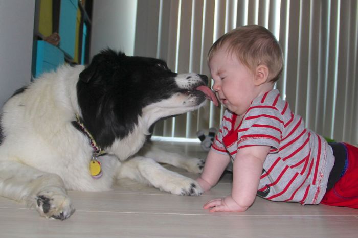 dog and the child