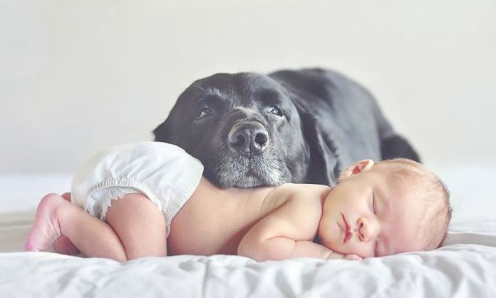 dog and the child