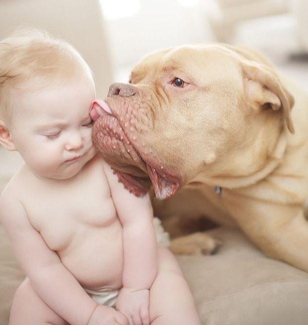 dog and the child