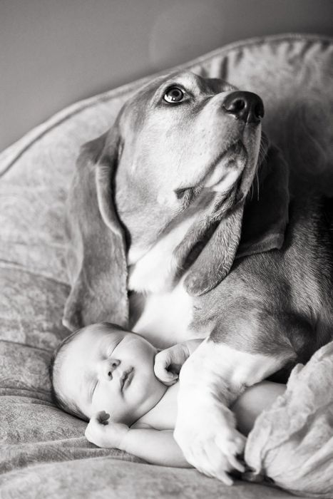 dog and the child