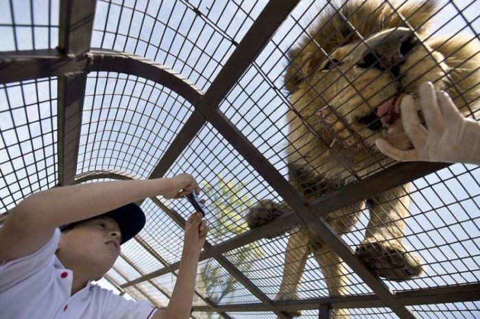 Lion Safari Zoo park, Rancagua, Maipú, Santiago Province, Chile