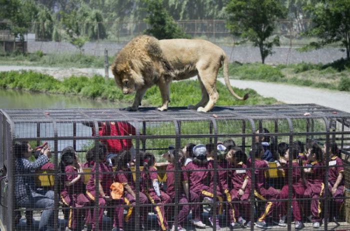 Lion Safari Zoo park, Rancagua, Maipú, Santiago Province, Chile