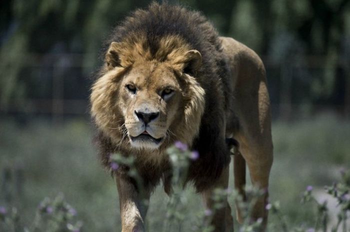 Lion Safari Zoo park, Rancagua, Maipú, Santiago Province, Chile