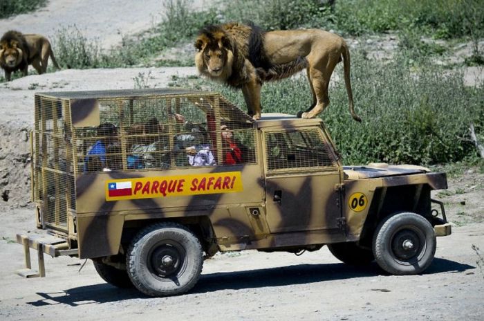 Lion Safari Zoo park, Rancagua, Maipú, Santiago Province, Chile