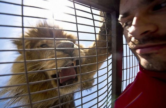 Lion Safari Zoo park, Rancagua, Maipú, Santiago Province, Chile