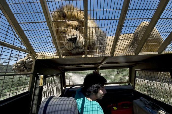 Lion Safari Zoo park, Rancagua, Maipú, Santiago Province, Chile