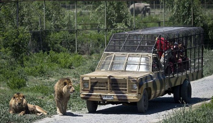 Lion Safari Zoo park, Rancagua, Maipú, Santiago Province, Chile