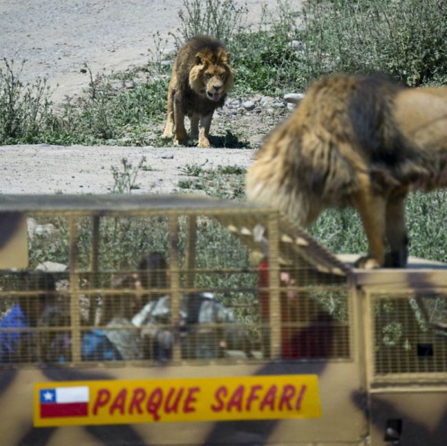 Lion Safari Zoo park, Rancagua, Maipú, Santiago Province, Chile