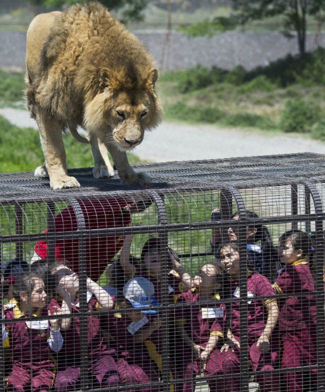 Lion Safari Zoo park, Rancagua, Maipú, Santiago Province, Chile