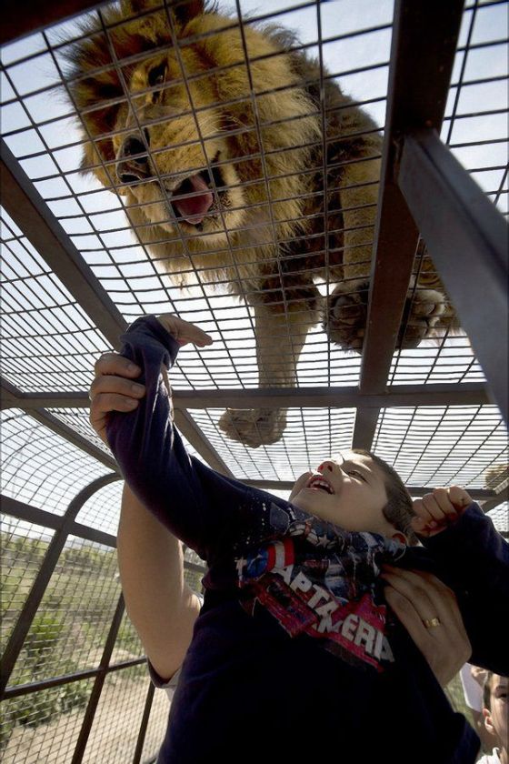 Lion Safari Zoo park, Rancagua, Maipú, Santiago Province, Chile