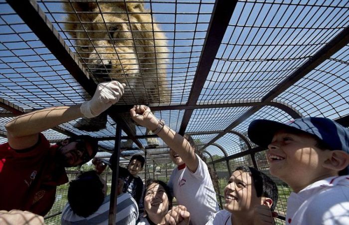 Lion Safari Zoo park, Rancagua, Maipú, Santiago Province, Chile