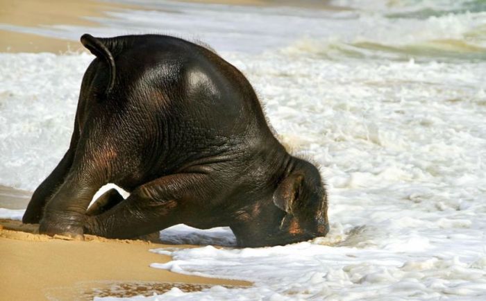 baby elephant on the beach at the sea