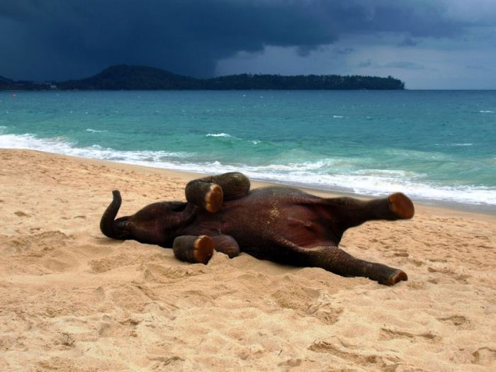 baby elephant on the beach at the sea